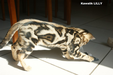 bengal marble tricolore
